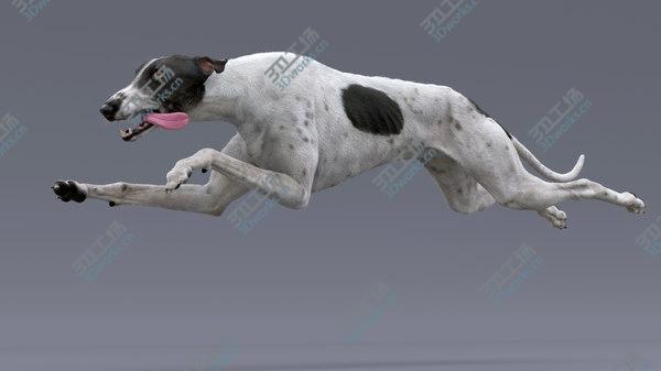 images/goods_img/20210312/3D Greyhound (4) (Fur) (Rigged) model/4.jpg